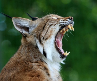 bobcat-78762_1920