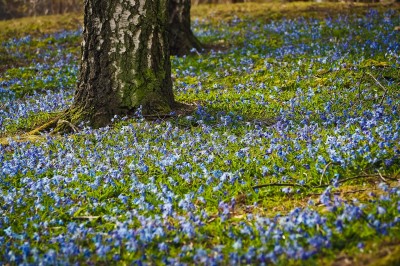 siberian-squill-g3d0ed05b9_1920