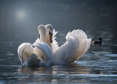 swan-4013225_1920