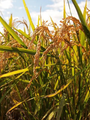 yamadas-rice-fields-978737_1920